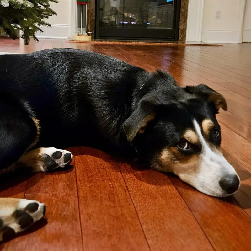A young medium-sized male Tricolor (Brown, Black, & White) Mountain Dog dog named Jaxon for adoption in Hillsborough, NJ