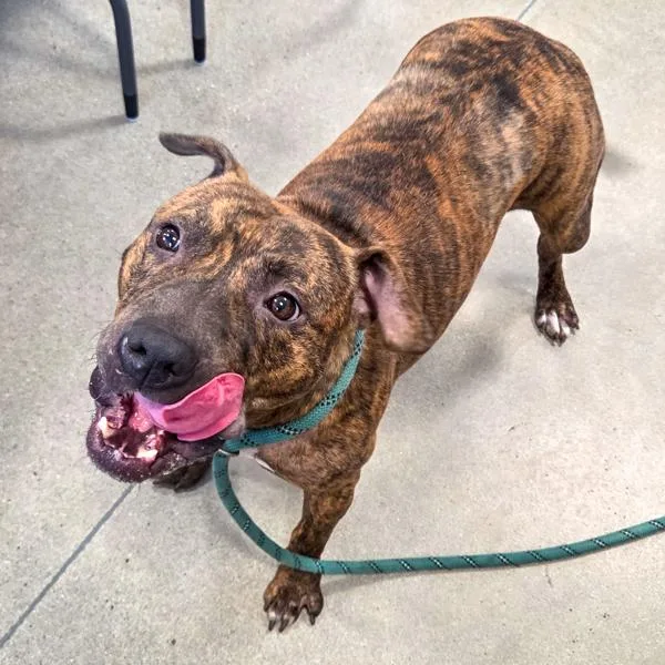An adult medium-sized female Terrier dog named Khadija for adoption in Des Moines, IA