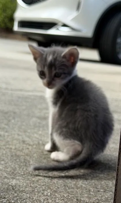 A baby small-sized female Domestic Short Hair cat named Lacey for adoption in Chamblee, GA