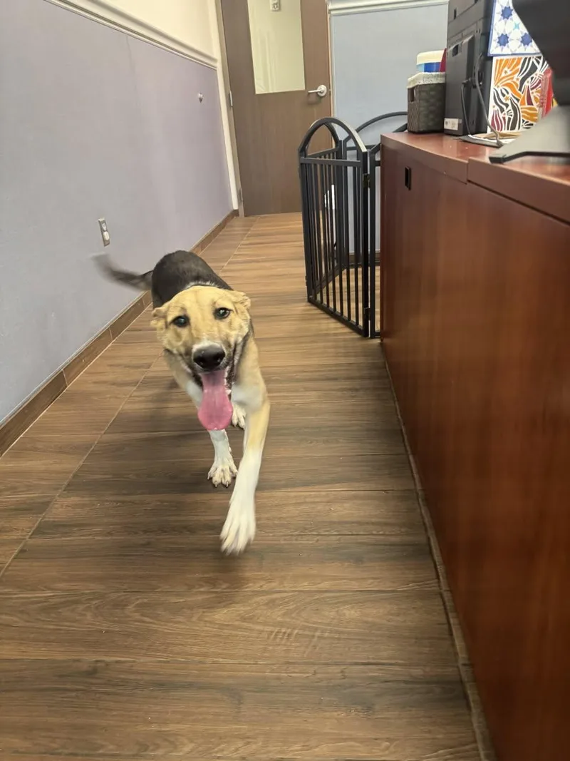 A young medium-sized female German Shepherd Dog dog named Birthday Cake for adoption in Hilton Head Island, SC