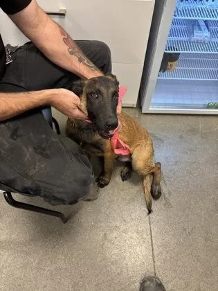 A baby large-sized male Belgian Shepherd / Malinois dog named Crash for adoption in Fresno, CA