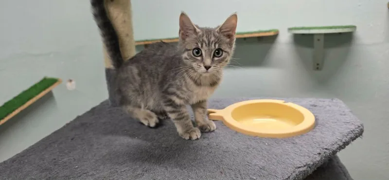 A baby medium-sized female Domestic Short Hair cat named Morgan for adoption in California City, CA
