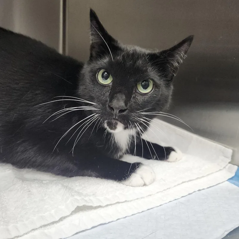 An adult large-sized male Black Domestic Short Hair cat named Lanny for adoption in Tampa, FL