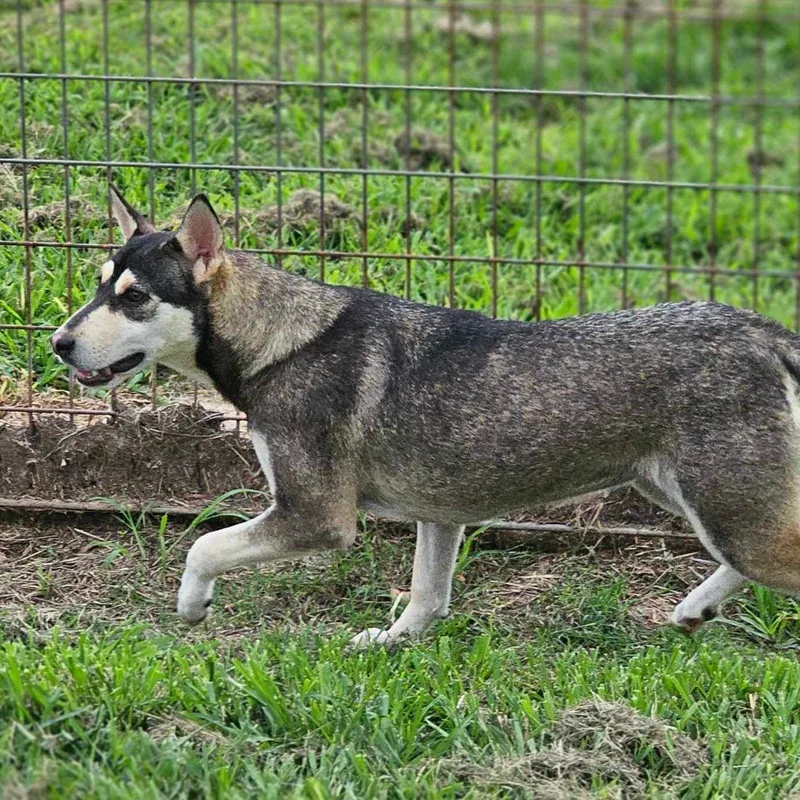 A young medium-sized female Siberian Husky dog named Winifred for adoption in Sumter, SC