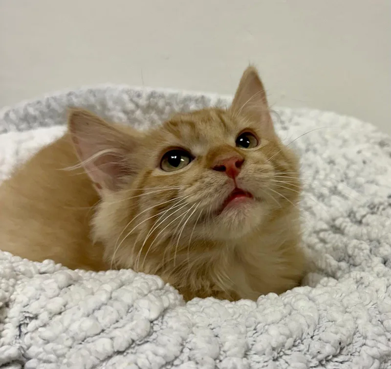 A baby medium-sized male Orange / Red Maine Coon cat named Auggy for adoption in Phoenix, AZ