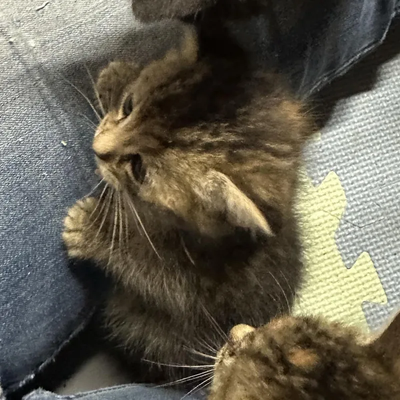 A baby small-sized female Torbie Domestic Short Hair cat named Debbie for adoption in Simi Valley, CA