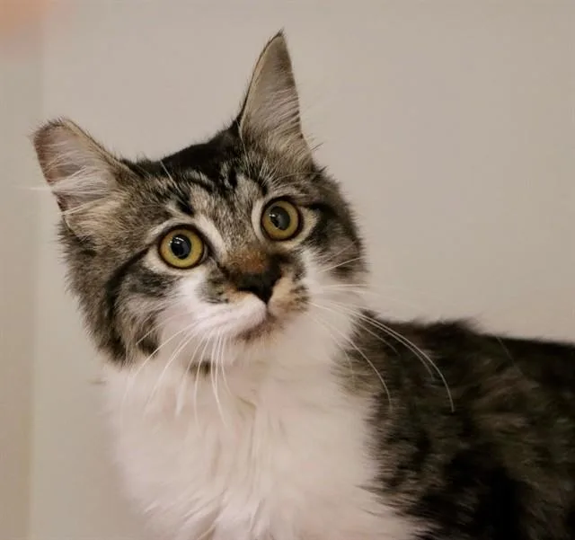 A baby small-sized female Domestic Medium Hair cat named Stawberry Swirl for adoption in San Luis Obispo, CA