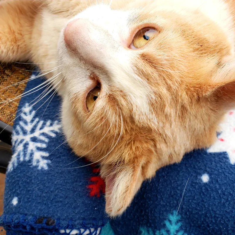 Cream Puff thumbnail 2