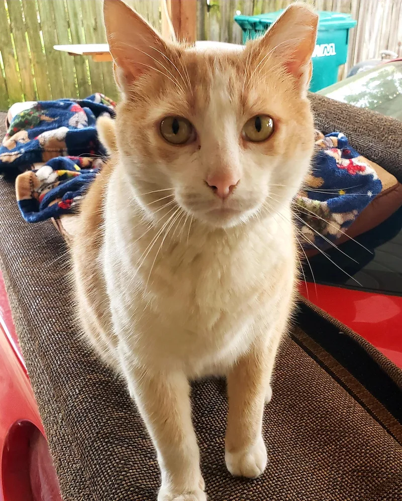 Cream Puff thumbnail 3