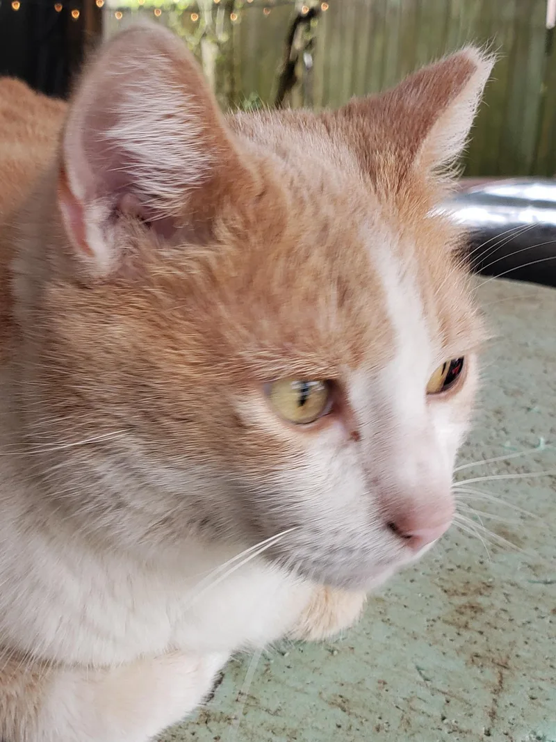 Cream Puff thumbnail 4