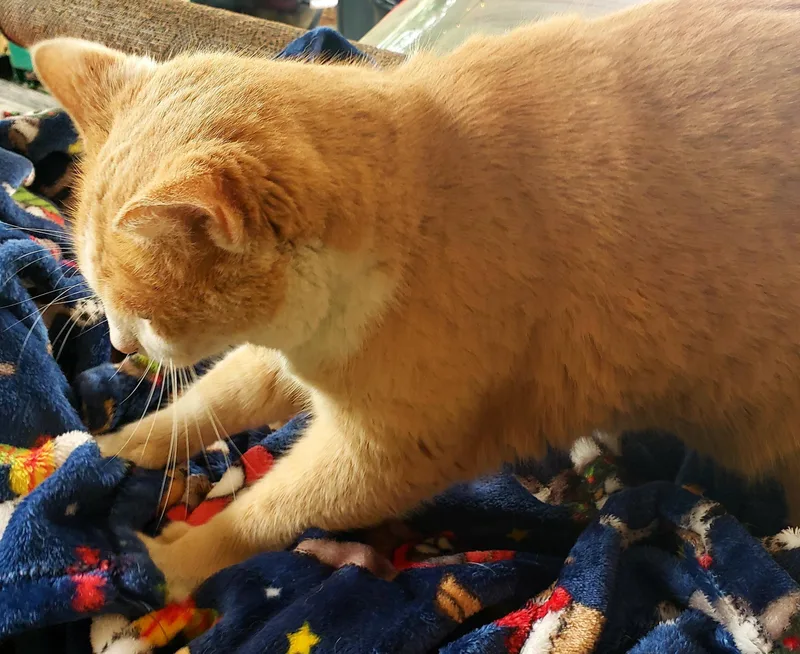 Cream Puff thumbnail 5