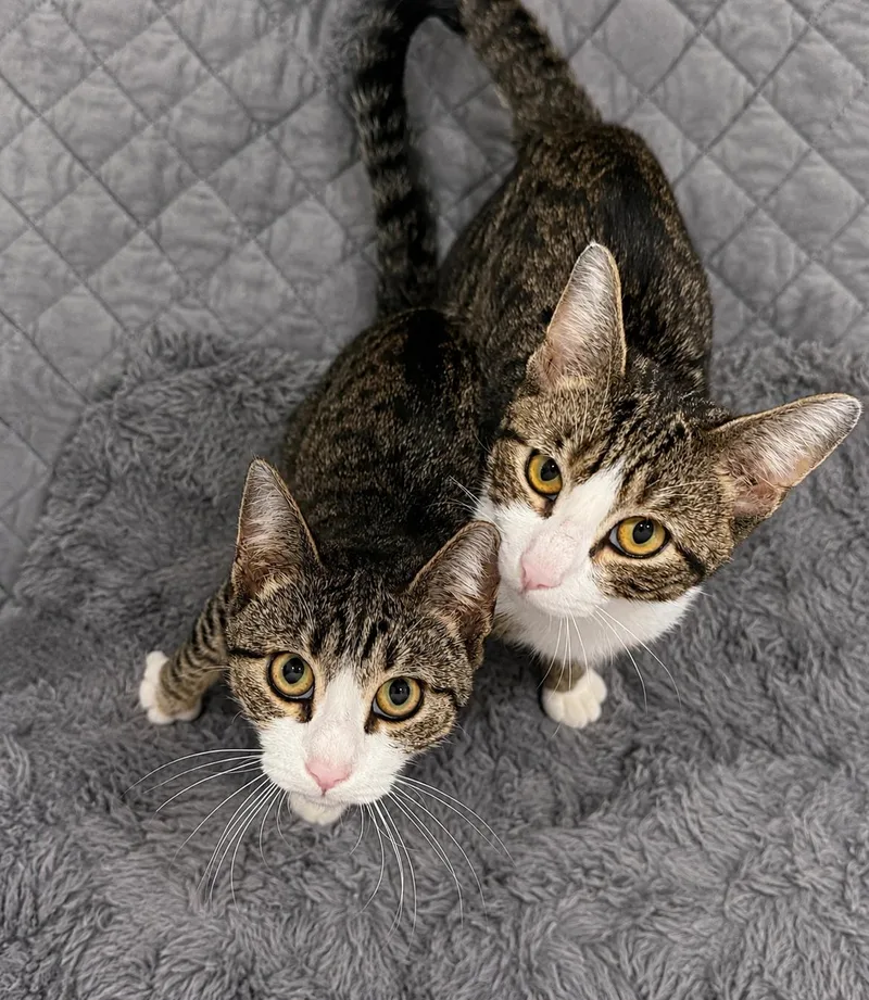 A young medium-sized male Tabby (Buff / Tan / Fawn) American Shorthair cat named Memphis and Austin for adoption in Philadelphia, PA