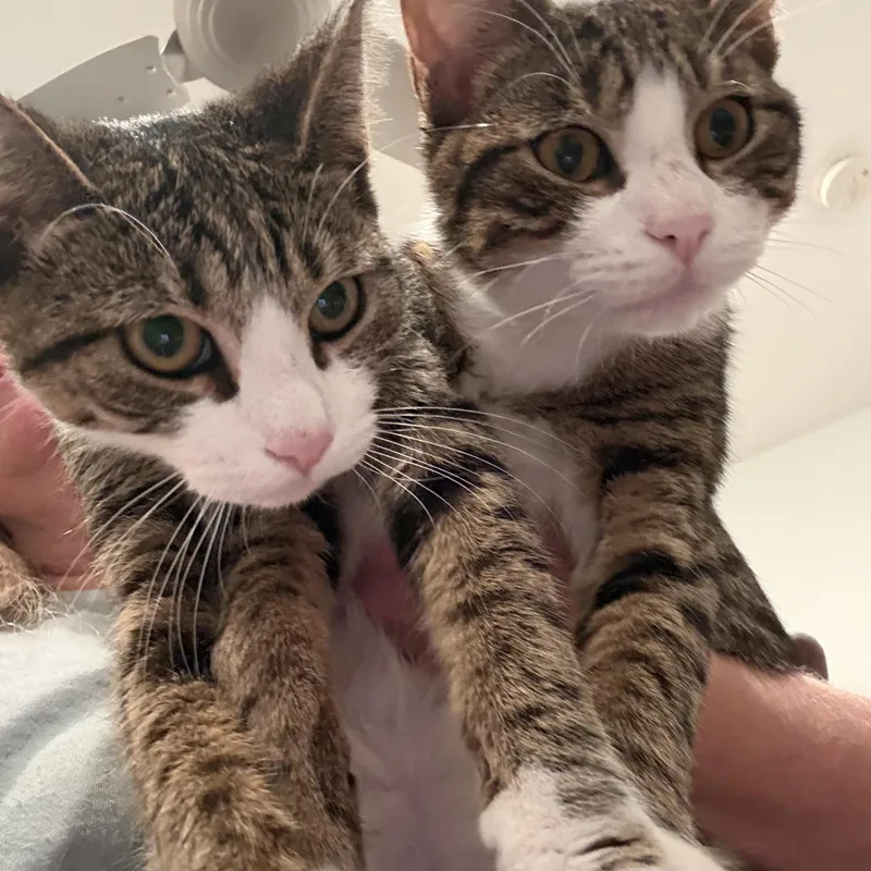 Memphis and Austin thumbnail 6