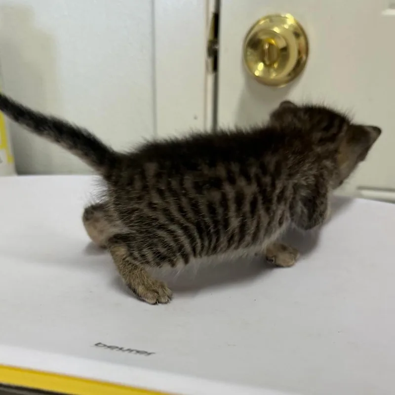A baby small-sized male Black Domestic Short Hair cat named Hank for adoption in Floresville, TX