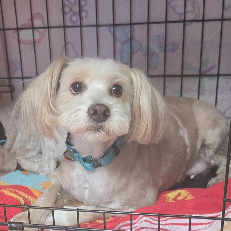 A senior small-sized female Apricot / Beige Lhasa Apso dog named China for adoption in Tucson, AZ