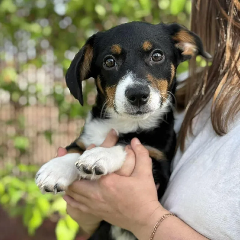 A baby small-sized male Black Mixed Breed dog named Skunk for adoption in Buffalo, MN