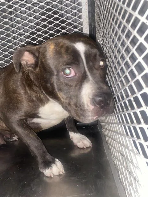 An adult large-sized female Pit Bull Terrier dog named Mary for adoption in Bakersfield, CA