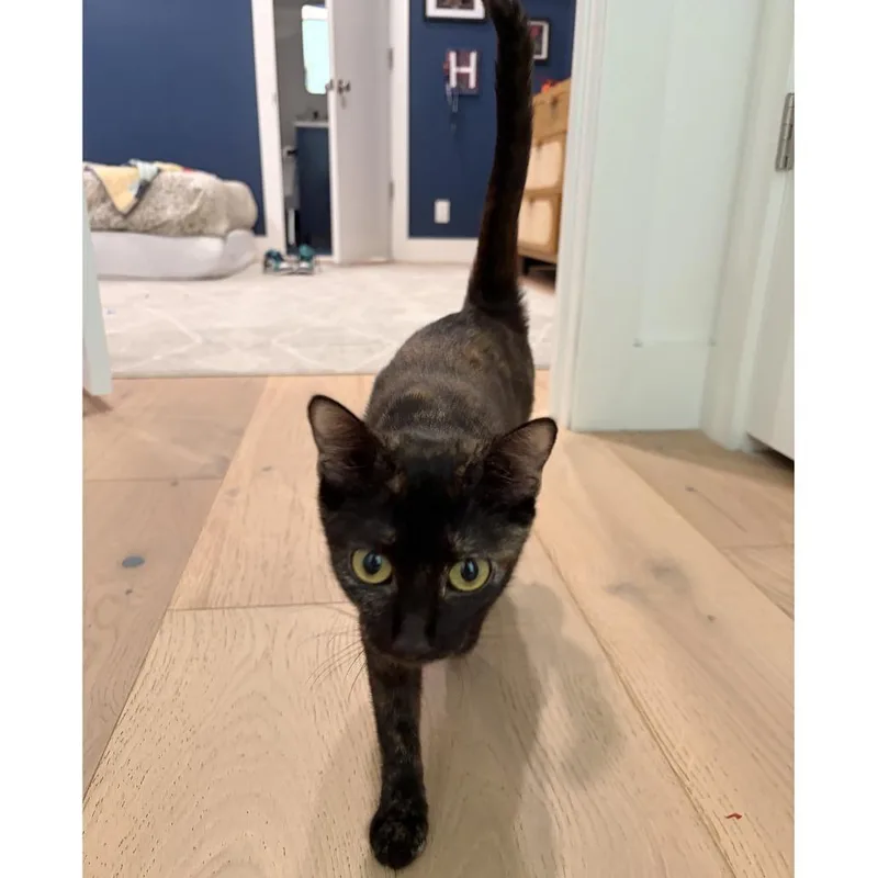 A baby medium-sized female Black Domestic Short Hair cat named Marriott for adoption in Austin, TX