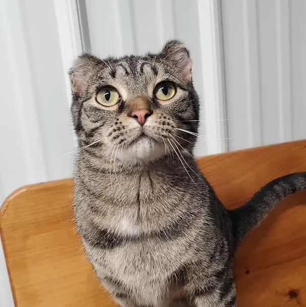 A young medium-sized male Tabby (Brown / Chocolate) Domestic Short Hair cat named Turner for adoption in Marseilles, IL