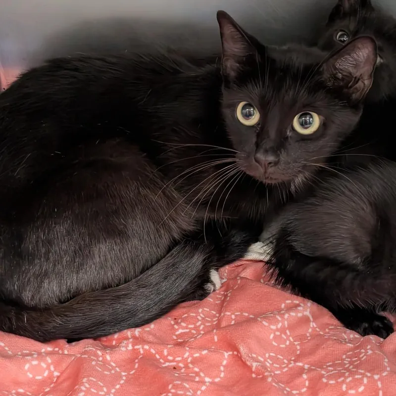 An adult medium-sized female Black Domestic Short Hair cat named Sassafrass for adoption in Titusville, FL