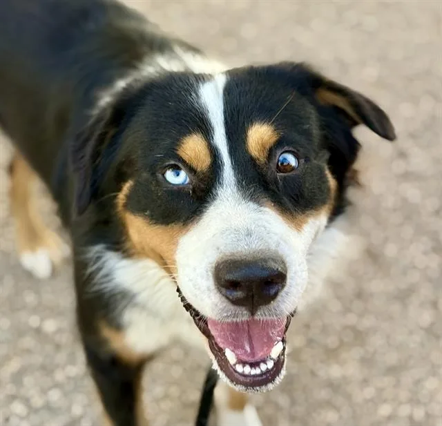 A young medium-sized male Bernese Mountain Dog dog named Declan for adoption in Tucson, AZ