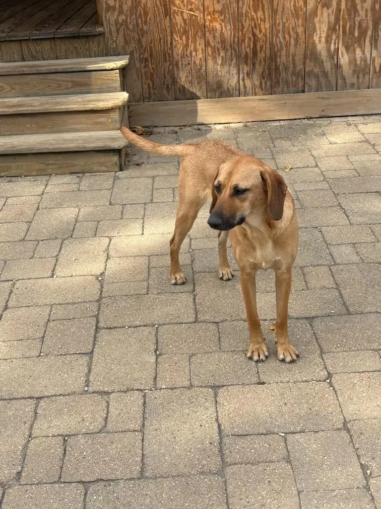 A baby medium-sized female Yellow / Tan / Blond / Fawn Hound dog named Cinnamon for adoption in Orland Park, IL