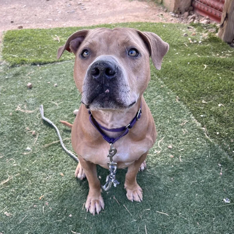 Cowboy Caviar thumbnail 2