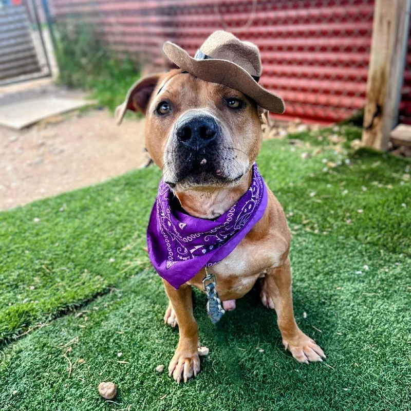 Cowboy Caviar thumbnail 3