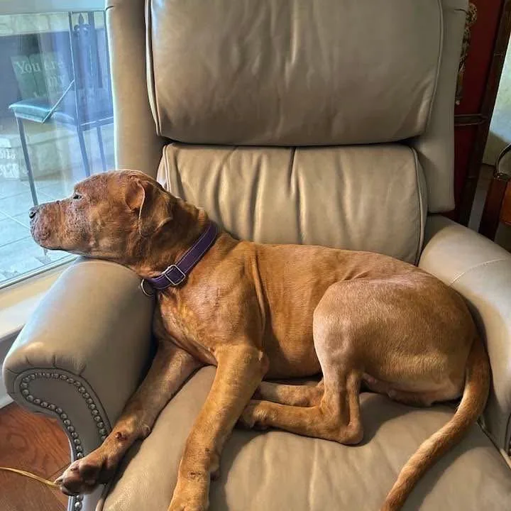 Cowboy Caviar thumbnail 4