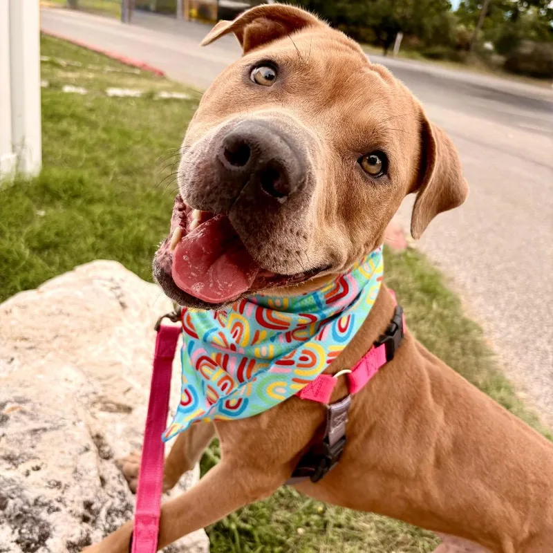 Cowboy Caviar thumbnail 5