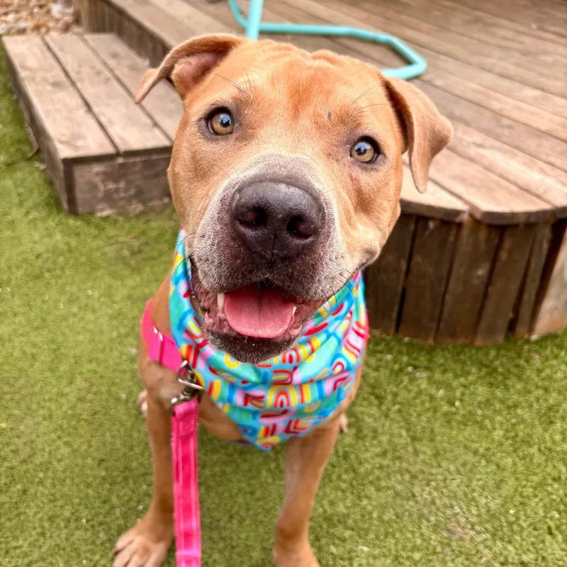 Cowboy Caviar thumbnail 6