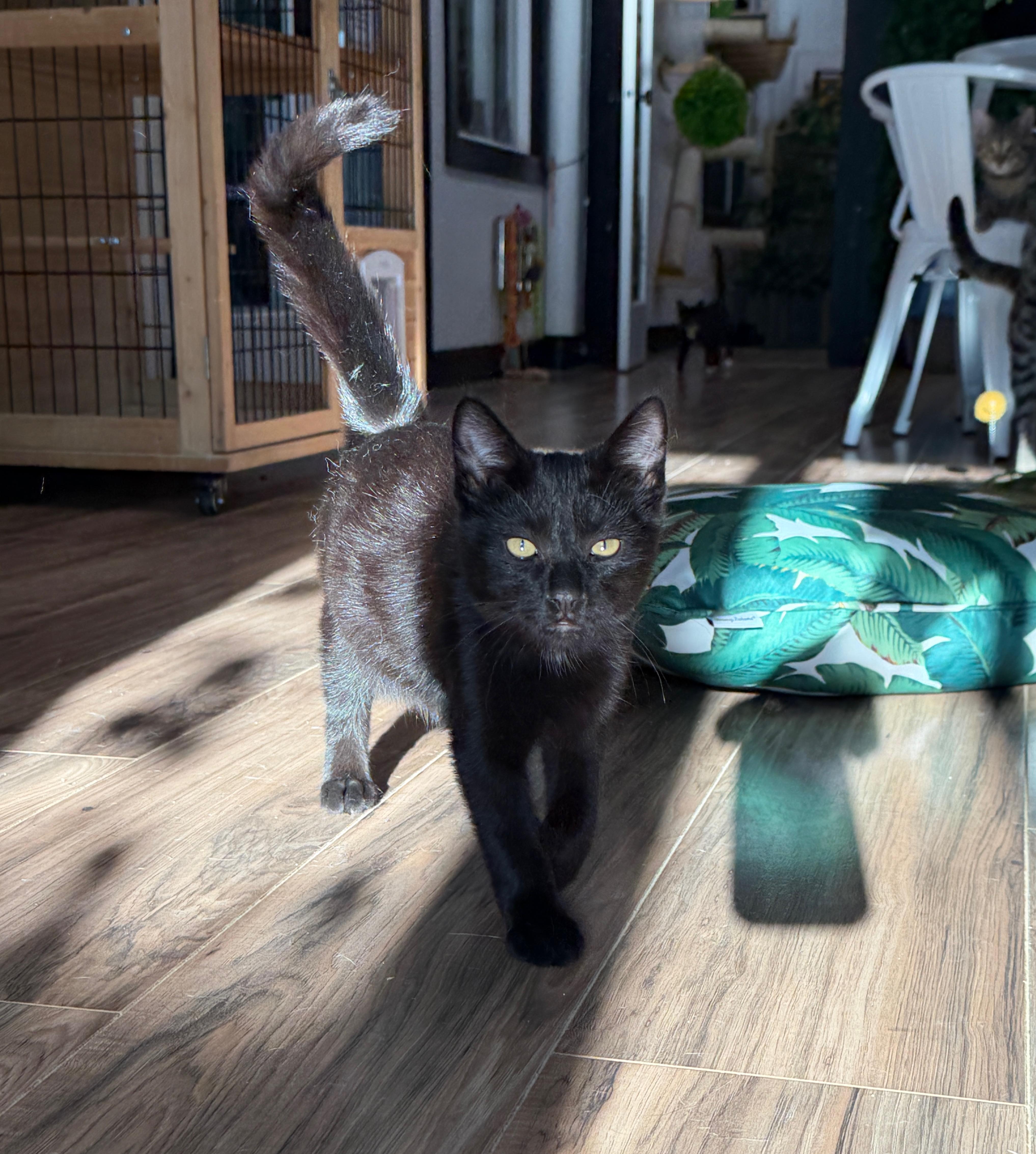 A young small-sized male Black Domestic Short Hair cat named Bear for adoption in Wayland, MI