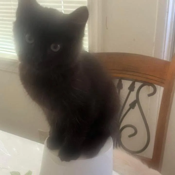 A baby small-sized male Black Domestic Short Hair cat named Nox for adoption in Buellton, CA