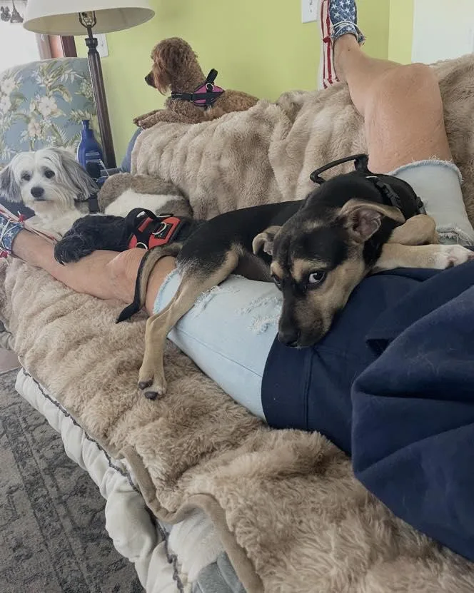 A young small-sized male Bicolor Terrier dog named Dill for adoption in Barnegat, NJ