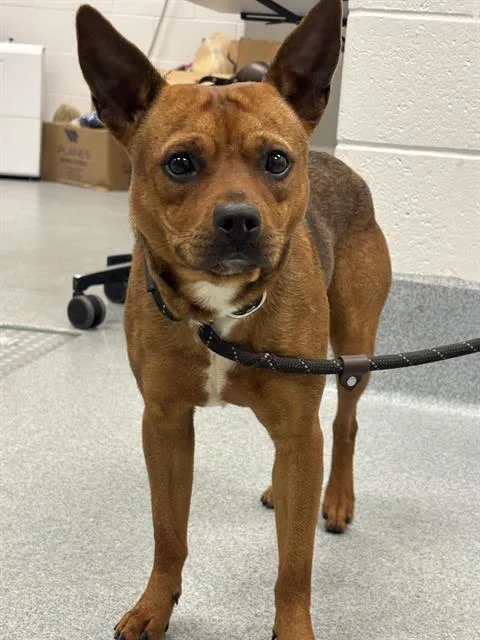 An adult medium-sized male Australian Kelpie dog named Red for adoption in Indianapolis, IN