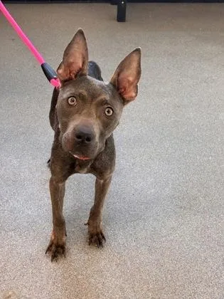 An adult small-sized female Mixed Breed dog named Starbright for adoption in West Chester, PA