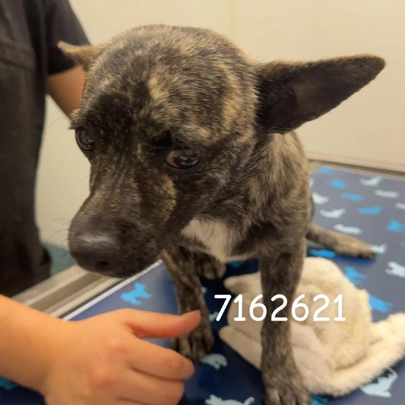 An adult small-sized male Chihuahua dog named Macho for adoption in Chico, CA
