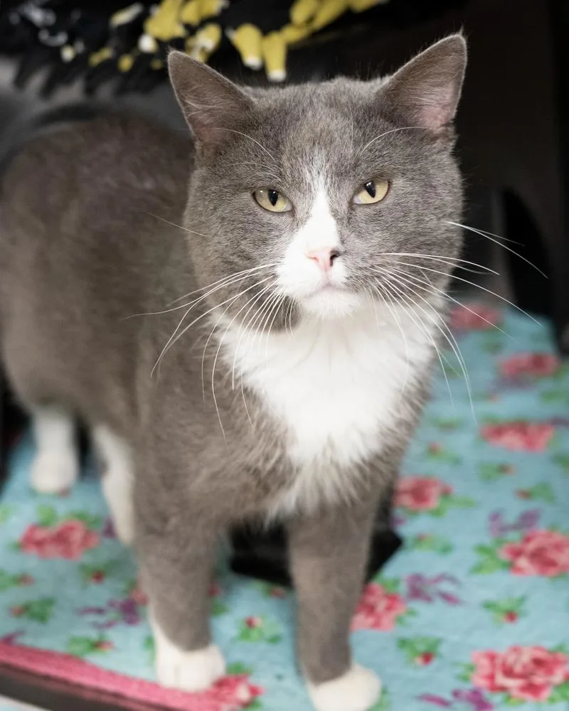 An adult large-sized male Domestic Short Hair cat named Alfred for adoption in Boone, IA