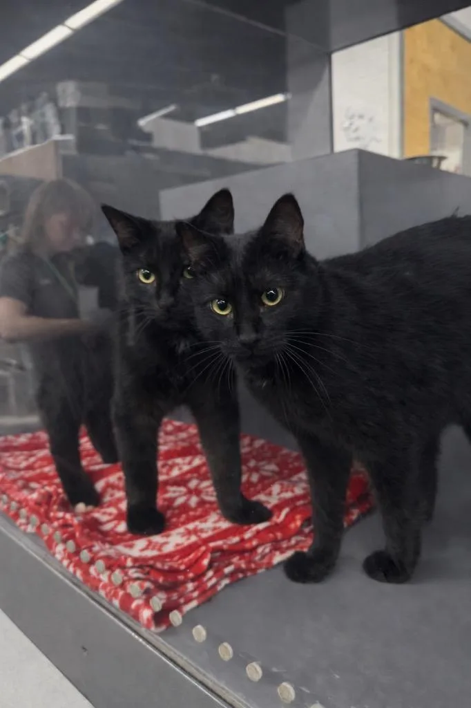 A young medium-sized female Domestic Short Hair cat named Hershey Kiss Il for adoption in Fort Lupton, CO