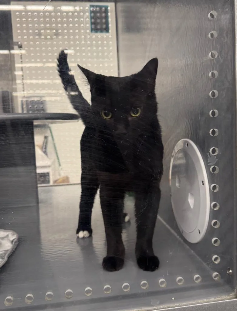 Hershey Kiss Il thumbnail 2