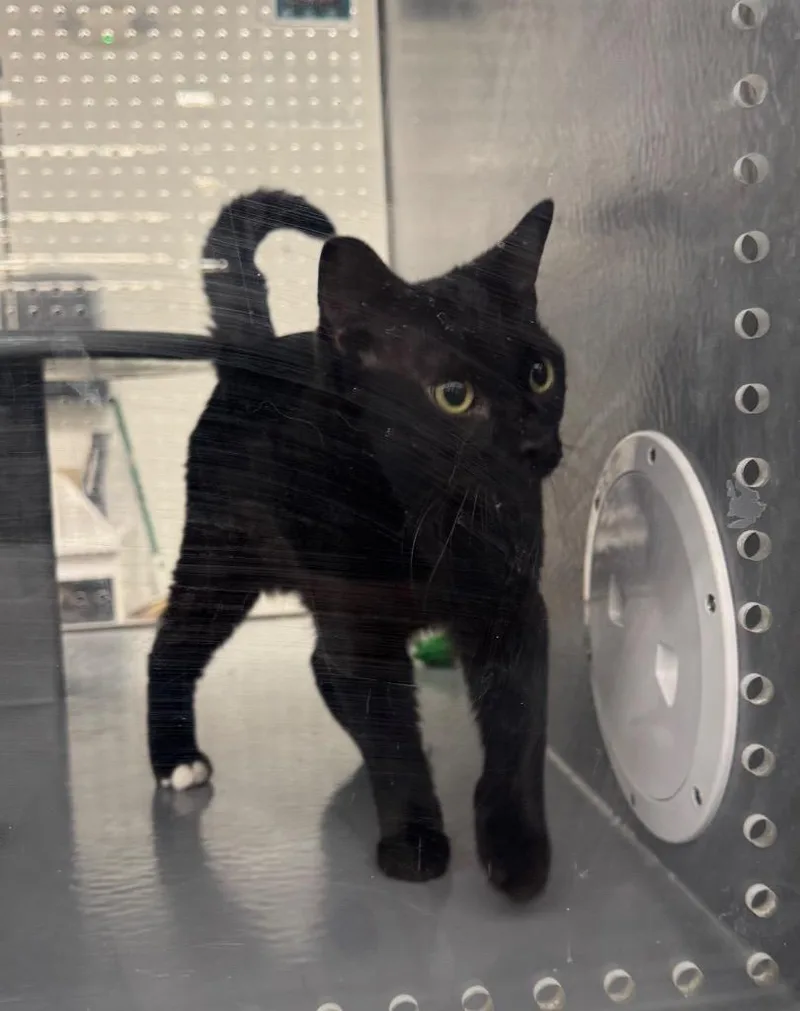 Hershey Kiss Il thumbnail 3