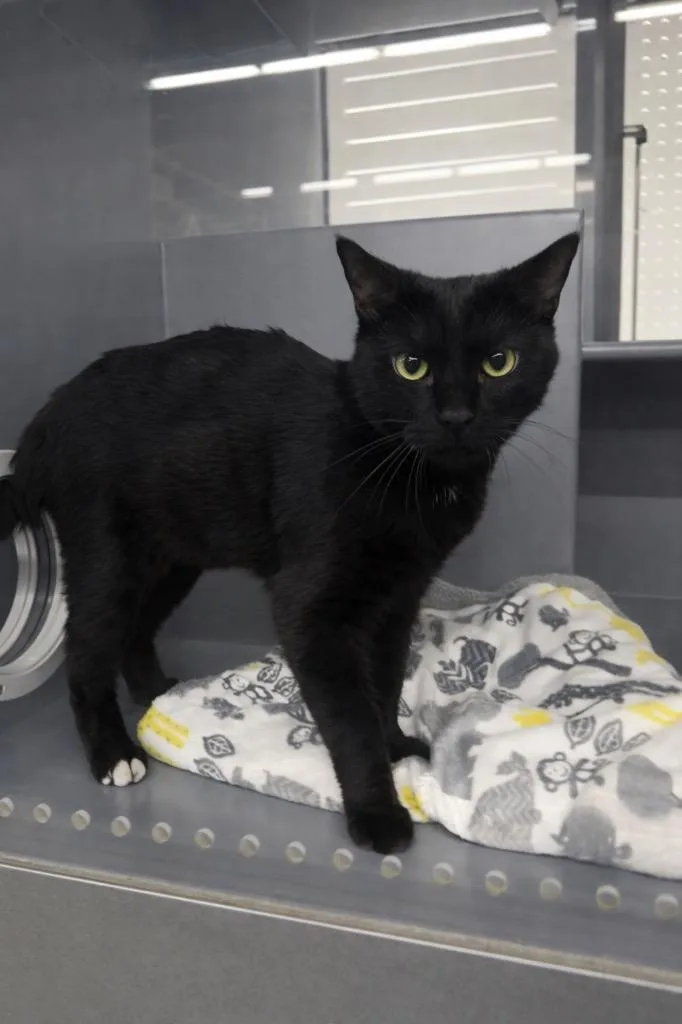 Hershey Kiss Il thumbnail 4