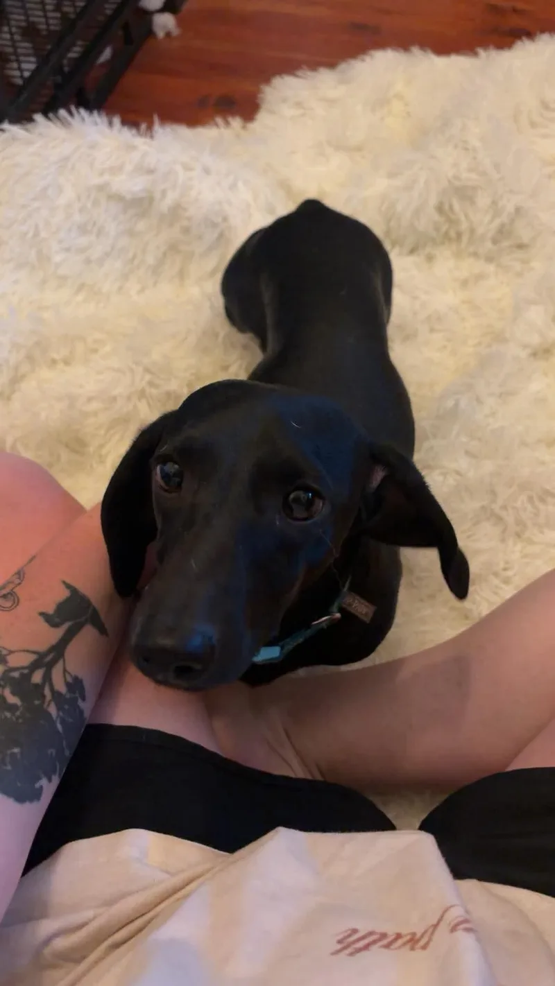 A baby small-sized male Black Dachshund dog named Dobby for adoption in Clay, NY