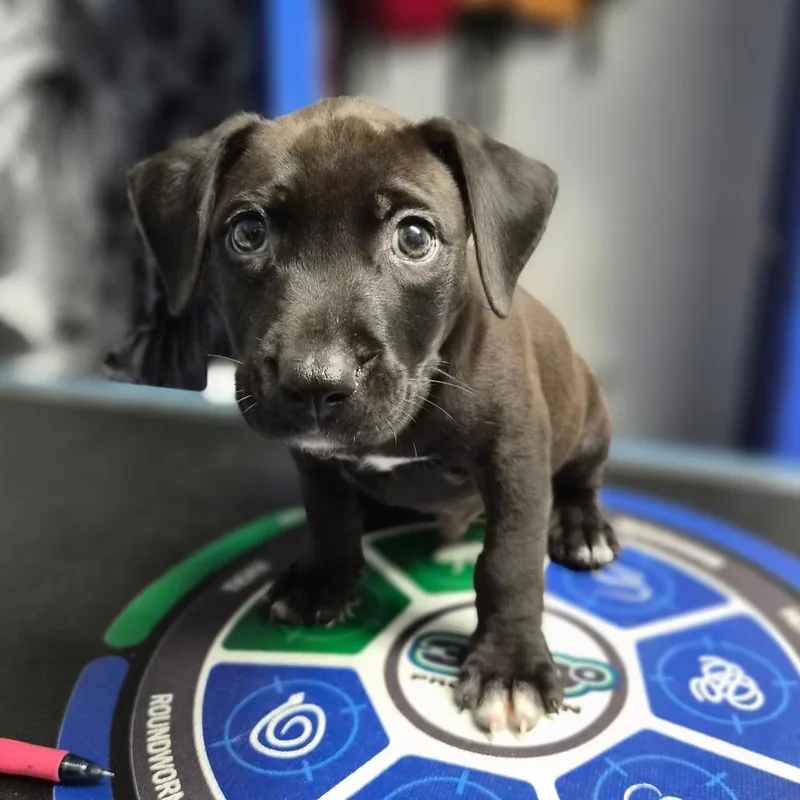 Sokka