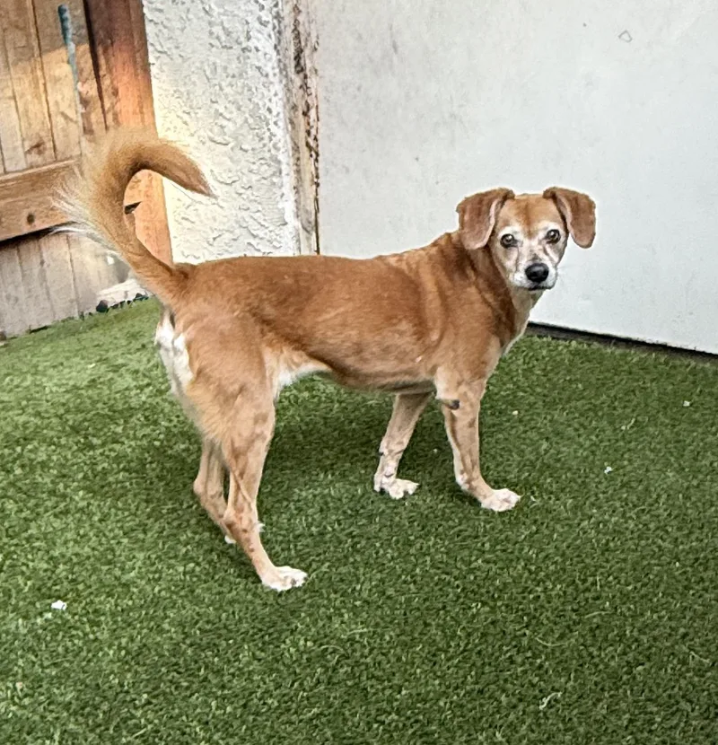 An adult medium-sized female Beagle dog named Amber for adoption in Mission Viejo, CA