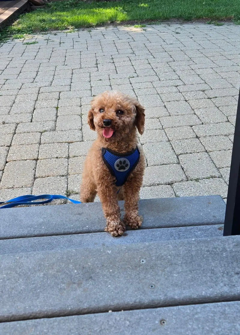 An adult small-sized male Poodle (Toy) dog named Leon for adoption in Whitewater, WI