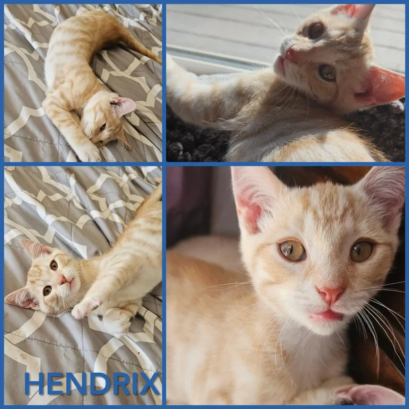 A baby small-sized male Domestic Short Hair cat named Hendrix for adoption in Newberg, OR
