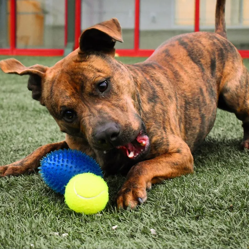 Champ Norman thumbnail 2