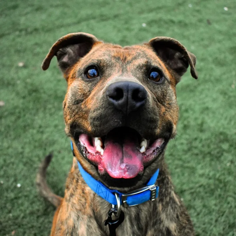 Champ Norman thumbnail 4