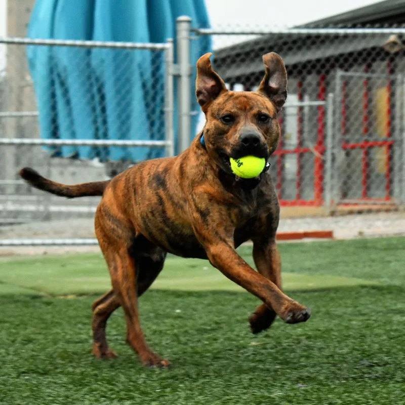 Champ Norman thumbnail 5